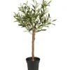 New Ib Laursen - Oliivipuu S h75cm Piha Ja Terassi|Oliivipuut