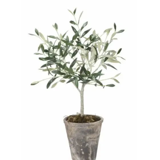 Best Oliivipuu H44cm Piha Ja Terassi|Oliivipuut