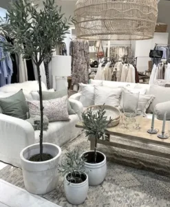 Online Oliivipuu H160cm Piha Ja Terassi|Oliivipuut